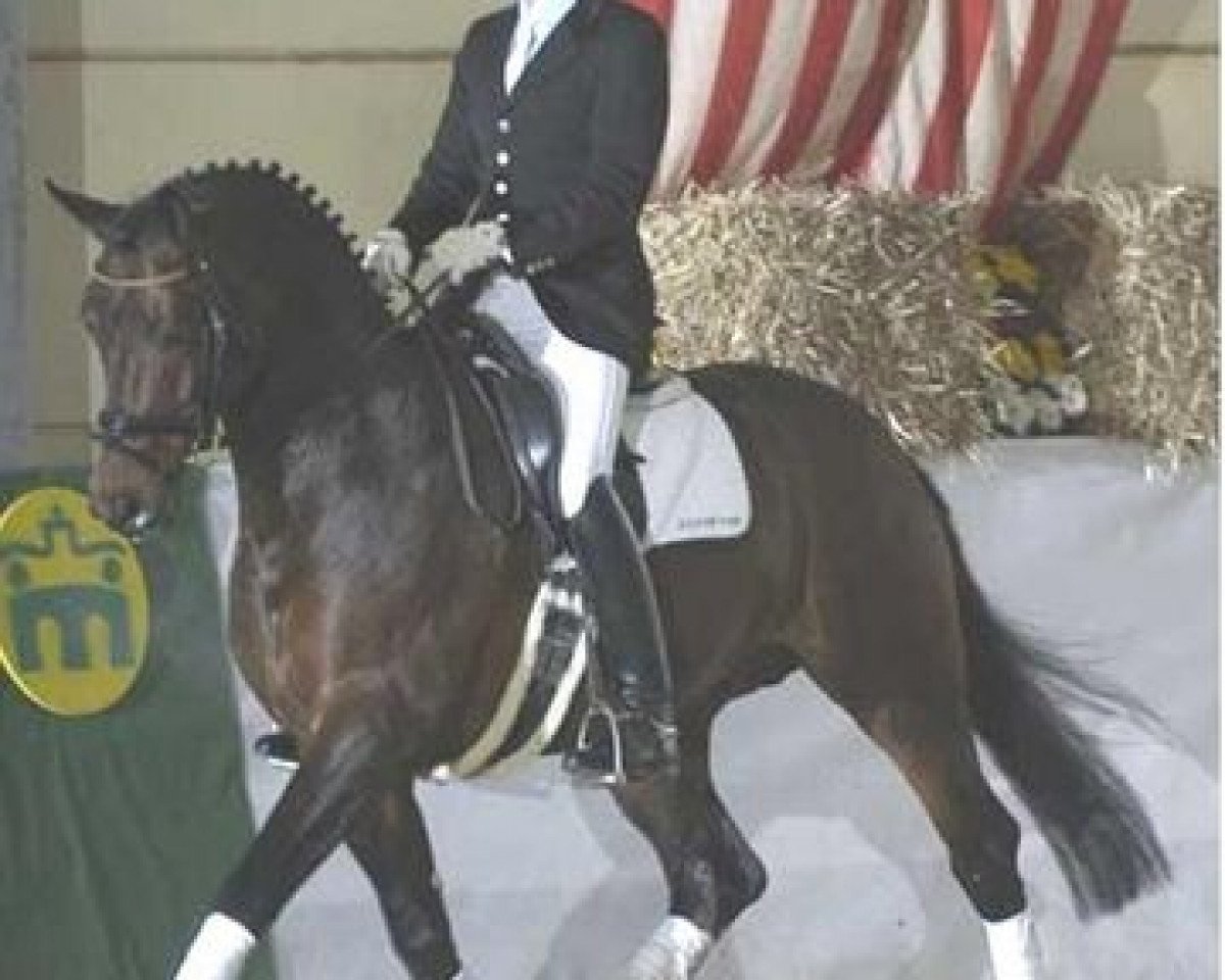 stallion Florentianer (Westphalian, 1999, from Florestan I)