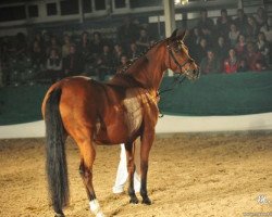 Zuchtstute Fürsirina (Trakehner, 1999, von Peron junior)