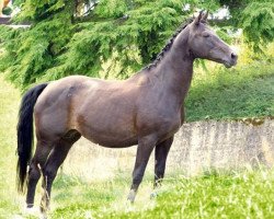 broodmare Federspiel (Zweibrücken, 1988, from Fernal)