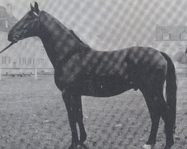 horse Einstein (Hanoverian, 1970, from Einglas)