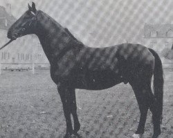 horse Einstein (Hanoverian, 1970, from Einglas)