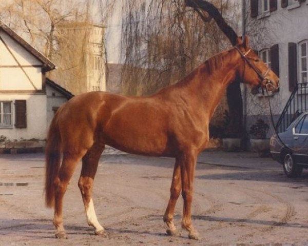 broodmare Elfe (Zweibrücken, 1977, from Einstein)