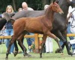 jumper I-Estoril (KWPN (Royal Dutch Sporthorse), 2013, from Estoril)