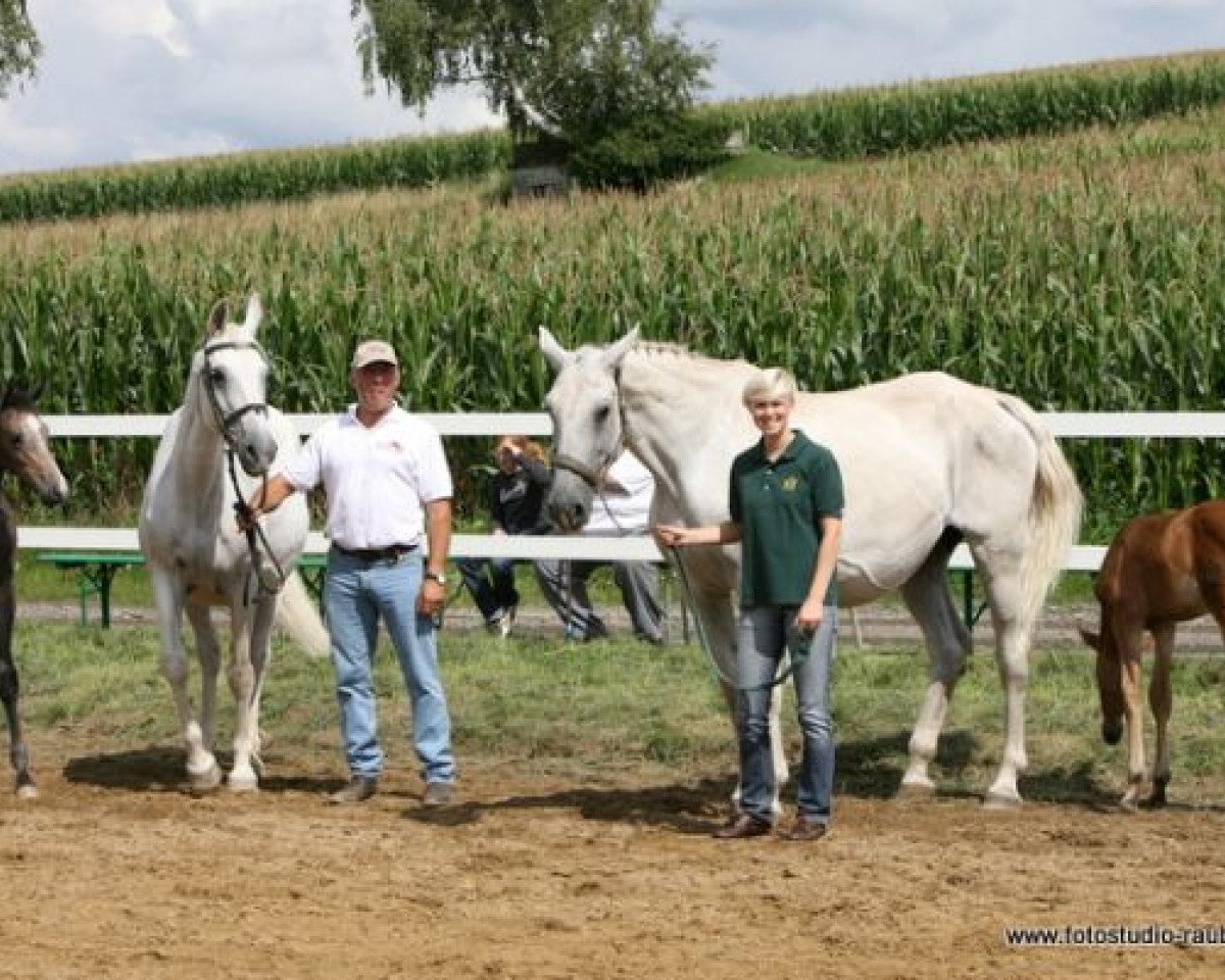 broodmare Cenia O (Zweibrücken, 1989, from Calvin Z)