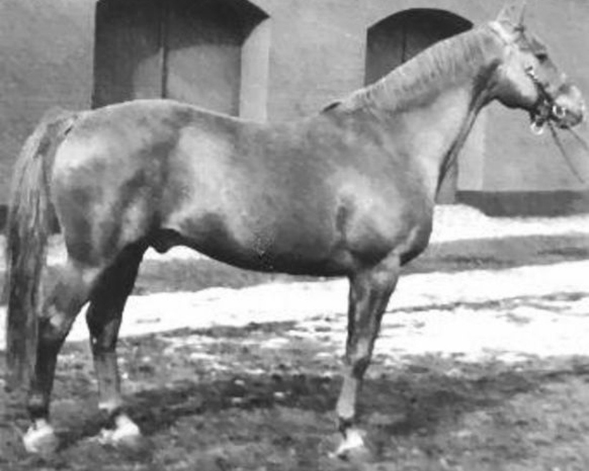 stallion Pilar DH 105 (Danish Warmblood, 1958, from Heristal)