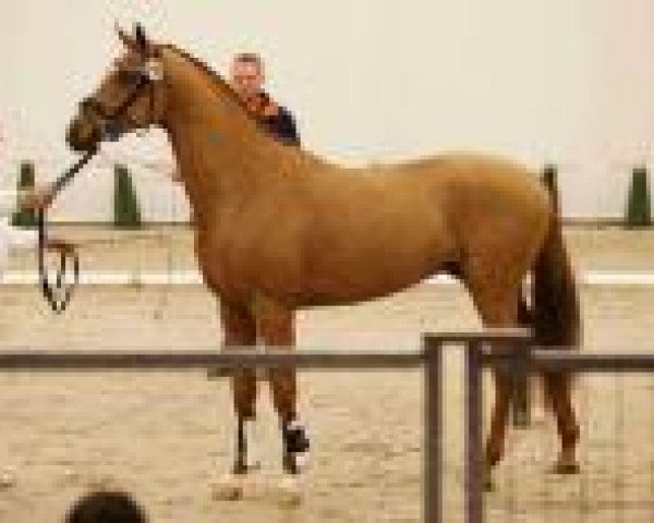 dressage horse Iguano A (KWPN (Royal Dutch Sporthorse), 2013, from Estoril)