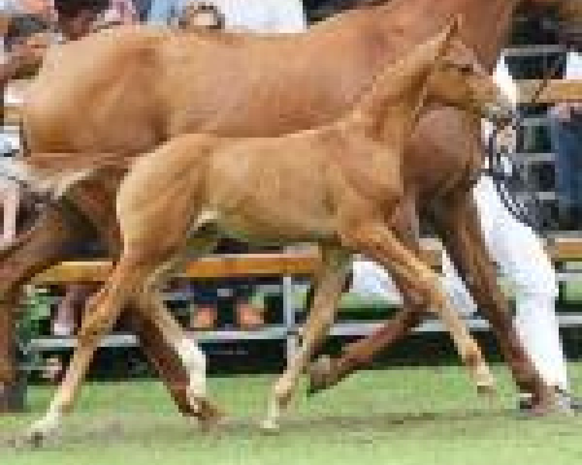 jumper Ironja (KWPN (Royal Dutch Sporthorse), 2013, from Estoril)