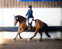 dressage horse Duarado (Hanoverian, 2011, from Danone 4)