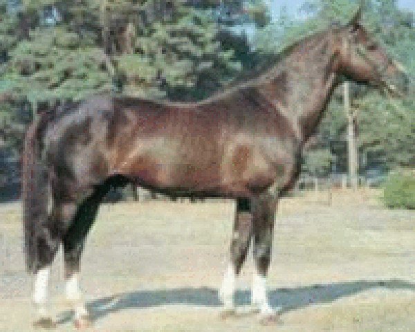 stallion Hopal Fleury (Selle Français, 1973, from Ultra Son)