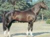 stallion Hopal Fleury (Selle Français, 1973, from Ultra Son)