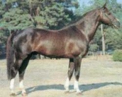 stallion Hopal Fleury (Selle Français, 1973, from Ultra Son)