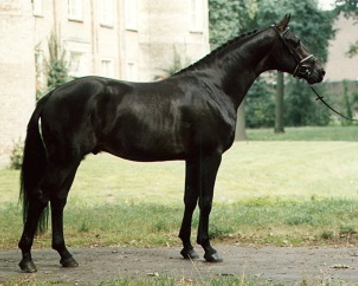 stallion Kennedy 29 (KWPN (Royal Dutch Sporthorse), 1992, from Ferro)