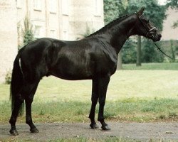 Deckhengst Kennedy 29 (KWPN (Niederländisches Warmblut), 1992, von Ferro)