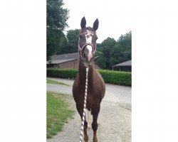 broodmare Flora Bella (Westphalian, 2001, from Fibonacci)