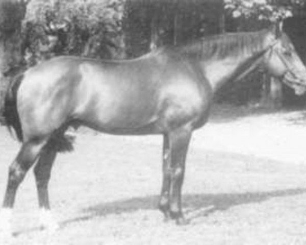 stallion First Du Mesnil (Selle Français, 1971, from Le Tyrol xx)