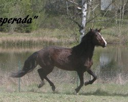 broodmare Esperada (Lusitano, 2009, from Poeta)