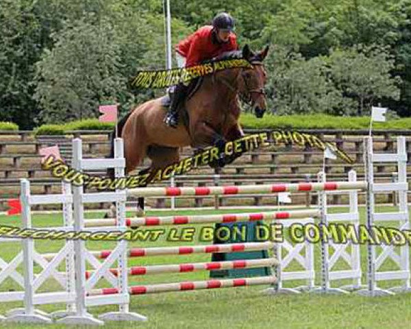 Springpferd Rosette du Pommeray (Selle Français, 2005, von Easy Boy)