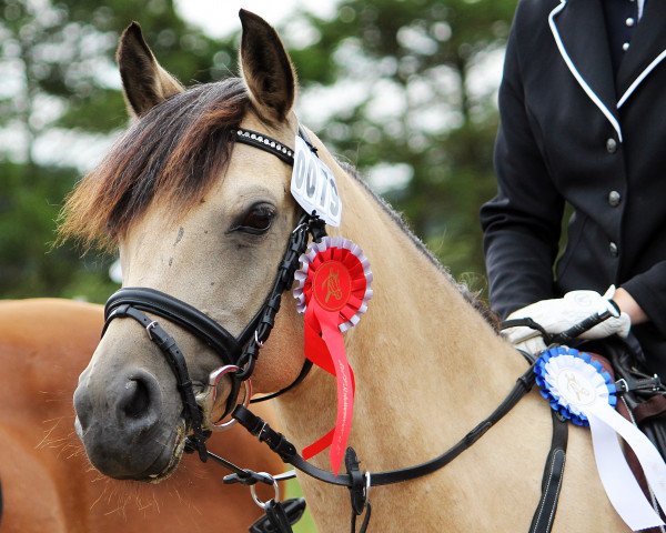 horse Calypso Coffee (German Riding Pony, 2004, from Calypso)