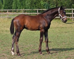 dressage horse Fidelio's Rubin (Oldenburger, 2016, from Foundation 2)