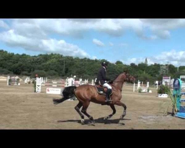 horse Turlupin de La Lande (Selle Français, 2007, from Easy Boy)