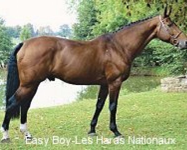 stallion Easy Boy (Selle Français, 1992, from Nidor Platière)