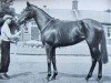 broodmare Samminiato xx (Thoroughbred, 1951, from Dante xx)