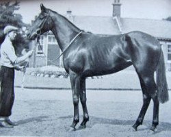 broodmare Samminiato xx (Thoroughbred, 1951, from Dante xx)