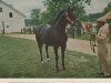 stallion Sherluck xx (Thoroughbred, 1958, from Correspondent xx)