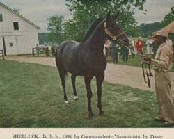 stallion Sherluck xx (Thoroughbred, 1958, from Correspondent xx)