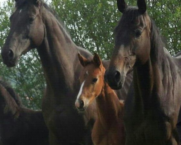 broodmare Shania (Oldenburg, 2005, from Sunlight xx)