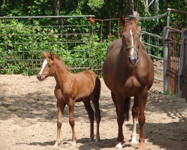 broodmare Rieke (Oldenburg, 2001, from Recaro)