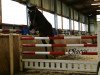 jumper Chamani (Oldenburg show jumper, 2011, from Chacco-Blue)