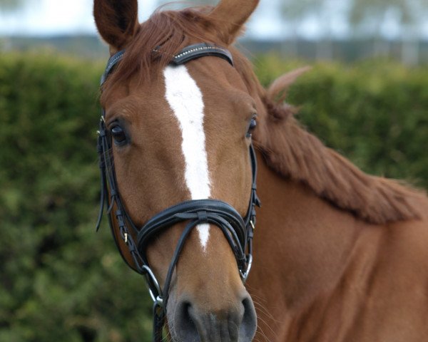 horse Kyla 2 (Oldenburg, 2009, from Recaro Brillant)