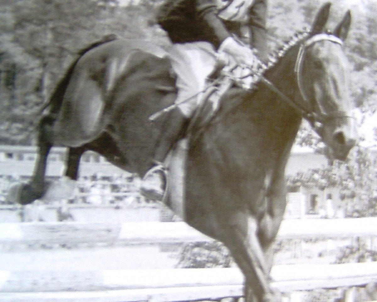 Deckhengst Feldjaeger (Hannoveraner, 1939, von Felix 1902)
