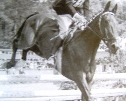 stallion Feldjaeger (Hanoverian, 1939, from Felix 1902)