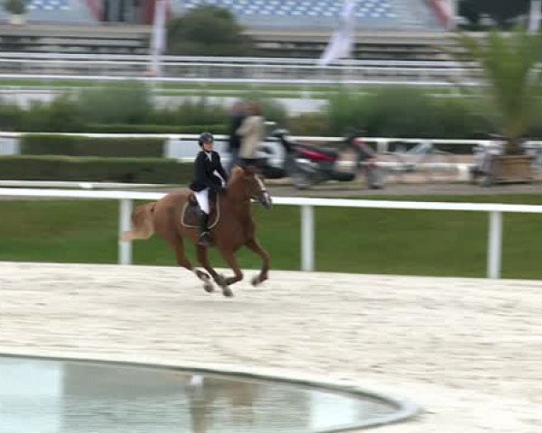 broodmare Queutchie du Loir (Selle Français, 2004, from Helios de la Cour II)