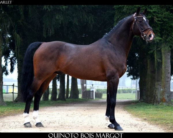 stallion Quinoto Bois Margot (Selle Français, 2004, from L'Arc de Triomphe)