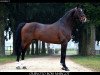 stallion Quinoto Bois Margot (Selle Français, 2004, from L'Arc de Triomphe)