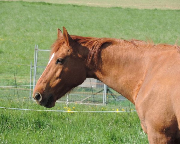 horse Fariola 5 (Hungarian Warmblood, 1997, from Fire)