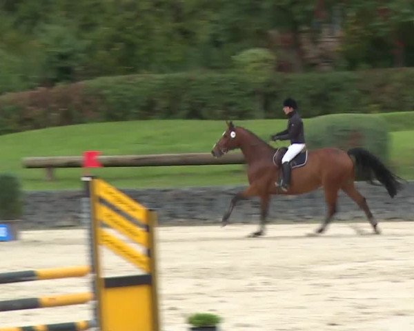 Reitturnier Frankenhof-Sonnefeld/Ofr. 2019