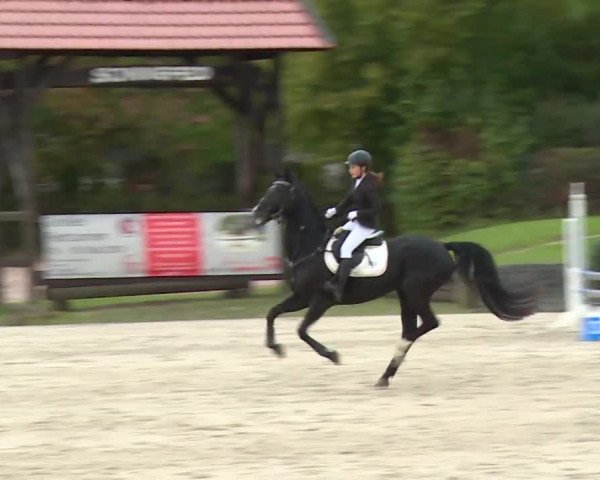 Reitturnier Frankenhof-Sonnefeld/Ofr. 2019