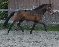 stallion Ronaldo Vom Schwarzbach (German Riding Pony, 2012, from Kantje's Ronaldo)