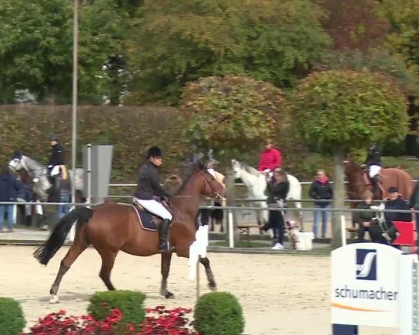 Reitturnier Frankenhof-Sonnefeld/Ofr. 2019