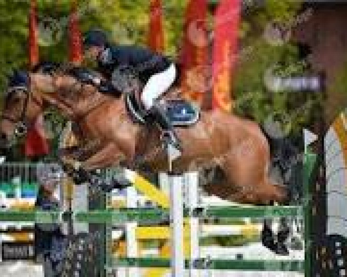 broodmare Too Much D'Ete (Selle Français, 2007, from Clinton)