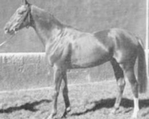 stallion Do do xx (Thoroughbred, 1968, from Devon xx)