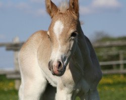 horse Mando Diao (Haflinger, 2016, from Marengo 250)