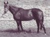stallion Laurier AA (Anglo-Arabs, 1962, from Florealys AA)