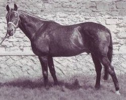 stallion Laurier AA (Anglo-Arabs, 1962, from Florealys AA)