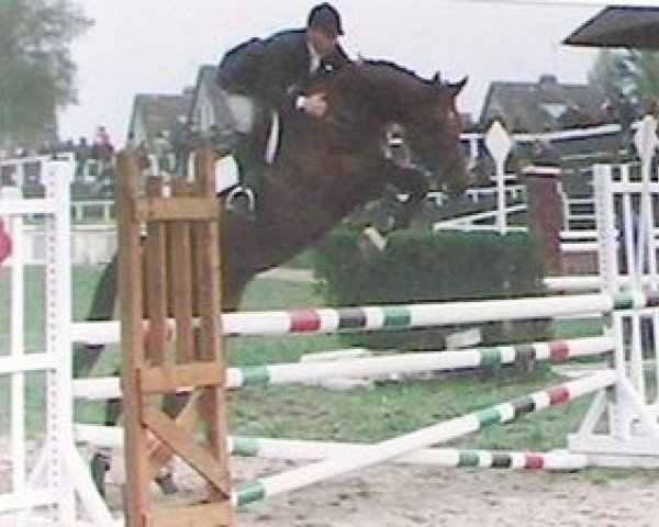stallion Manolete AA (Anglo-Arabs, 1988, from Jouan de Frely AA)
