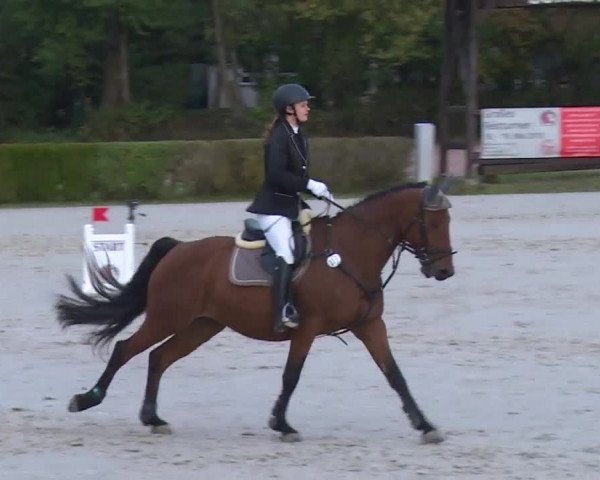 Reitturnier Frankenhof-Sonnefeld/Ofr. 2019